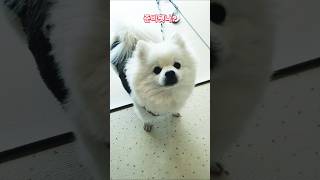 배불리밥도먹었겠다~빨리좀가요#산책