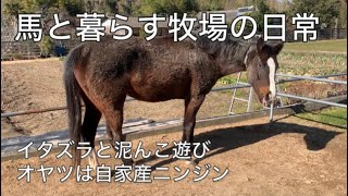 馬と暮らす牧場の日常　イタズラと泥んこ遊び😜　オヤツは自家産ニンジン🥕