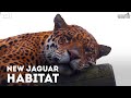 New Jaguar Habitat Coming 2021! - Paradise Wildlife Park