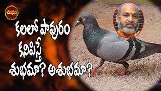 పావురం కలలో వస్తే  | Pavuram Kalalo Vaste | Kalalo Pavuram Kanipiste | Dream Of Pigeon Meaning |