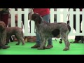 welks dog show 2016 gundog group full