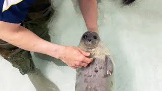 【海遊館】ワモンアザラシの赤ちゃんと換毛（2021.5.17）