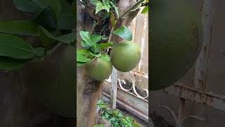 tabulampot jeruk bali berbuah #shorts #shortsviral #youtube