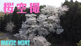 桜を撮ってきました！第2段✌️【空撮】