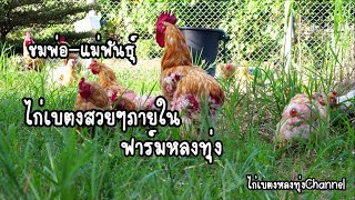 พาชมพ่อแม่พันธ์ุสวยๆในฟาร์มไก่เบตงหลงทุ่ง อ.ดอยสะเก็ด จ.เชียงใหม่ #ไก่เบตงหลงทุ่งChannel