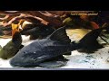 pleco collection 3 hd tom s aquatic channel