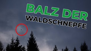 Schnepfenstrich - Waldschnepfen bei der Balz