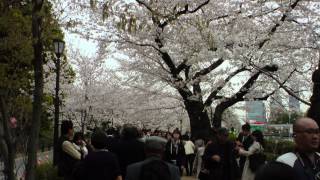 東京桜巡り写真：新宿御苑～千鳥ヶ淵～隅田公園～上野公園～新歌舞伎座