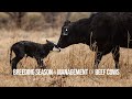 Management of beef cows around the breeding season – Forages & Livestock Town Hall (Full Meeting)