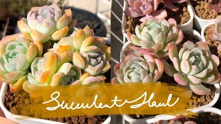 【Let's Garden Together】#020 l Succulent Plant Haul l 来自多肉狂热爱好者的开箱