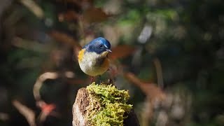 野鳥シリーズ (ルリビタキ)