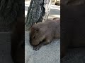 鼻むずむずしてくしゃみをするカピバラ　海の中道海浜公園動物の森（福岡市） shorts capybara