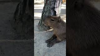 鼻むずむずしてくしゃみをするカピバラ　海の中道海浜公園動物の森（福岡市） #shorts #capybara