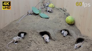Cat TV for cats to watch mouse digging burrows in sand and squeaking 8 Hour 4k UHD