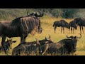 wildlife s fight club when animals go to battle free documentary nature