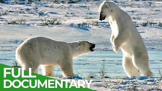 Wildlife's Fight Club - When Animals Go To Battle | Free Documentary Nature