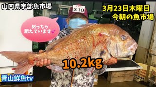 【極太天然タイ10.2kg】【ユキノアシタガイ】【少ないですね🐟】今朝の魚市場3月23日木曜日の水揚げ状況