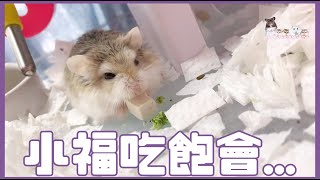 Hamsterdingding．老公公鼠吃飽會⋯⋯．倉鼠．小露寶．小路寶．老公公鼠 [小福Siu Fook]