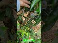 荔枝新品種嫁接成活高，早熟果大，長得好，綠油油的new lychee varieties with high grafting success early maturity and big fruit