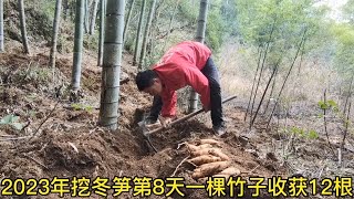 2023年挖笋第8天,阿文运气真好一棵竹子连挖12根,这样挖笋才过瘾