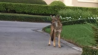 Daytime coyote sighting in River Oaks