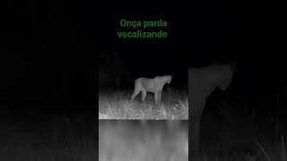 Onça parda vocalizando. #natureza #camera #onça