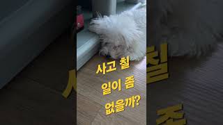 오늘은 금메달 안따나? #비숑타임 #puppy #강아지 #olympicgames2024