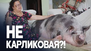 Как карликовая свинья выросла до 250 кг