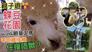 【親子遊】香港好去處｜蝶豆花園｜🦙Wink眼草泥馬｜親親羊駝｜零距離接觸｜任摸唔嬲