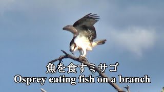 Osprey eating fish on a branch (木の枝で魚を食すミサゴ)