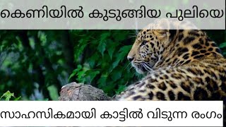 കെണിയിൽ കുടുങ്ങിയ പുലിയെ വളരെ സാഹസികമായി കാട്ടിൽ വിടുന്ന രംഗം