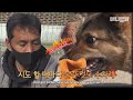 가족들은 모두 이사가고 없는 집에 홀로 남은 개..ㅣSince One Day, Dog Collapses Once She Wears A Leash