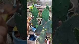 Opuntia - Prickly Pear Propagation