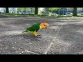 caique nala