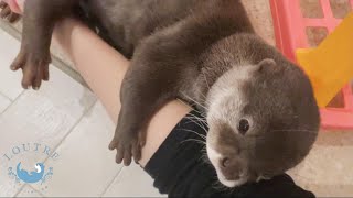 The sweet otter is very cute!