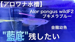 【アロワナ水槽】藍底過背金龍、藍底を残すには！？