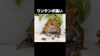 ノロマすぎるヒキガエル Funny toad video