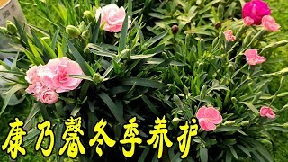 【養養養花花花】冬季耐寒的康乃馨，冬季施肥用對方法，一直開花到春季