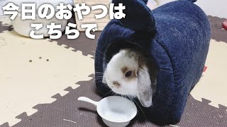 お部屋がお気に入り？Today's snack is here.ホーランドロップ うさぎ  Holland Lop  Rabbit  Child rabbit ＃210