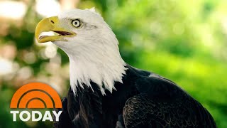 Inside the efforts that helped bald eagle populations soar