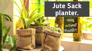 Jute sack planter for indoor plants / indoor plants idea/ planter DIY in Malayalam. Botanical Woman