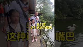 鹈鹕英文怎么说 英语 英语单词 英语学习 英语口语