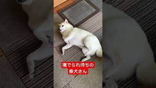 撫でられ待ちの柴犬さん　#shorts #柴犬 #子犬 #仔犬 #可愛い #かわいい #癒やし #白柴イッヌ #shibainu