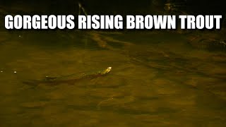 Gorgeous Rising Brown Trout - Fly Fishing Brown Trout in a Small Stream