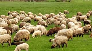 Herd of sheep in Transylvania