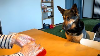 Let's Cook Japanese Bean Cake, Ohagi, With German Shepherd Dog!