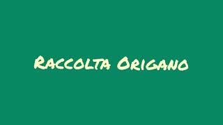 ORIGANO - raccolta ed essiccazione