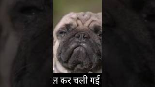 मुझे ना मोटा बोल कर चली गई कमीनी प्रिंसि😂 #funny #funnuanimals #comedy #short#trending #comedymovies