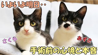 《最大の試練》保護猫さくら＆あずき、いよいよ避妊手術へ‥