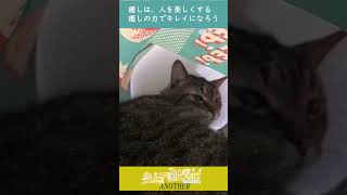 シェアハビット_Another ペット動画の紹介「チップ」#shorts